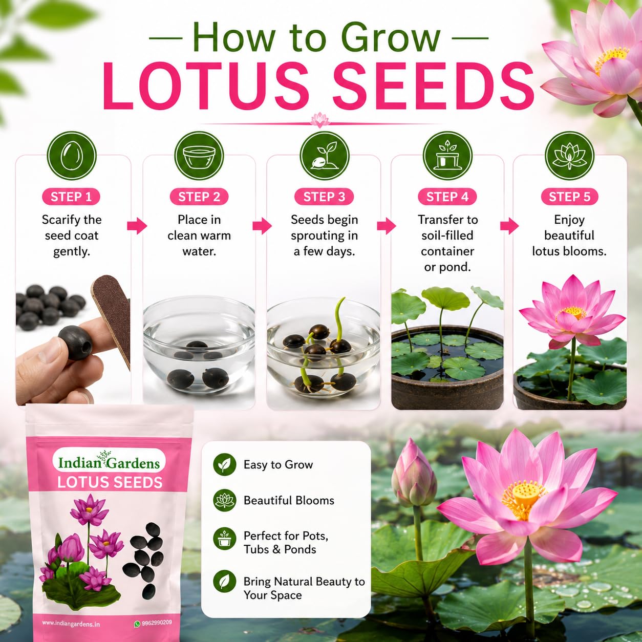 Lotus Seed for Planting ( Pack of 20 ) Lotus Flower Seeds for Home Decor.