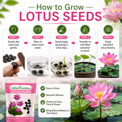 Lotus Seed for Planting ( Pack of 20 ) Lotus Flower Seeds for Home Decor.