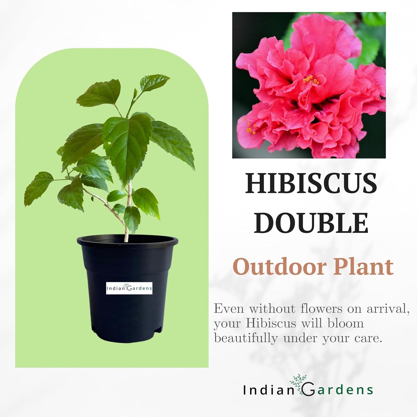 Hibiscus Double