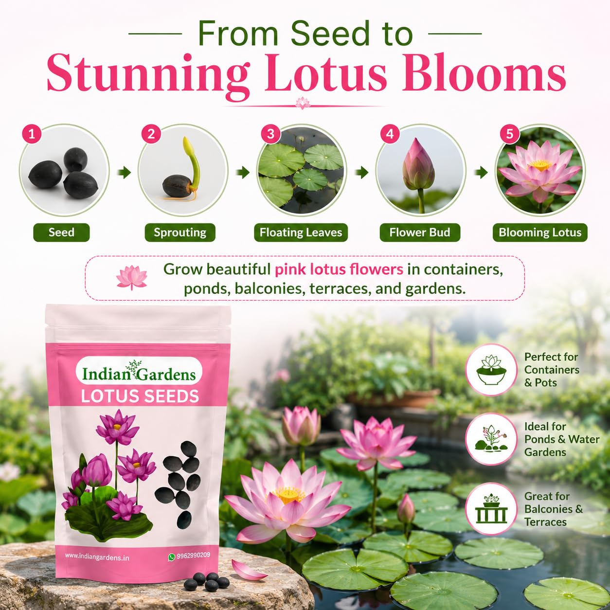 Lotus Seed for Planting ( Pack of 20 ) Lotus Flower Seeds for Home Decor.