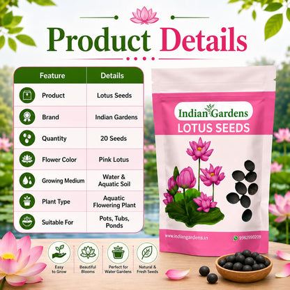 Lotus Seed for Planting ( Pack of 20 ) Lotus Flower Seeds for Home Decor.