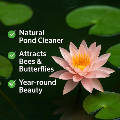 Waterlily (peach) (Code 1)