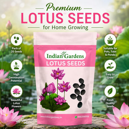 Lotus Seed for Planting ( Pack of 20 ) Lotus Flower Seeds for Home Decor.