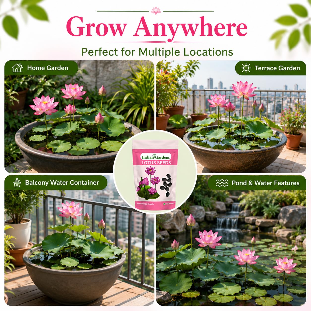 Lotus Seed for Planting ( Pack of 20 ) Lotus Flower Seeds for Home Decor.