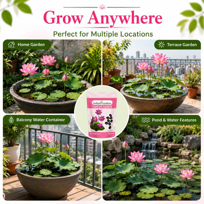 Lotus Seed for Planting ( Pack of 20 ) Lotus Flower Seeds for Home Decor.