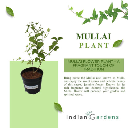 Mullai Plant