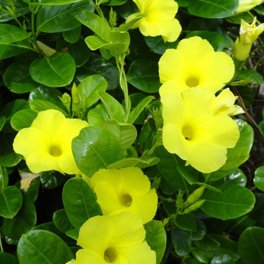 Allamanda Creeper