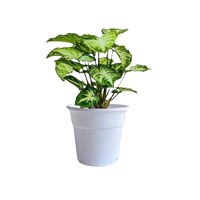 4 inch Indoor plastic Small Colour pots | Plastic Plant Pot for Terrace Garden (set of 10)