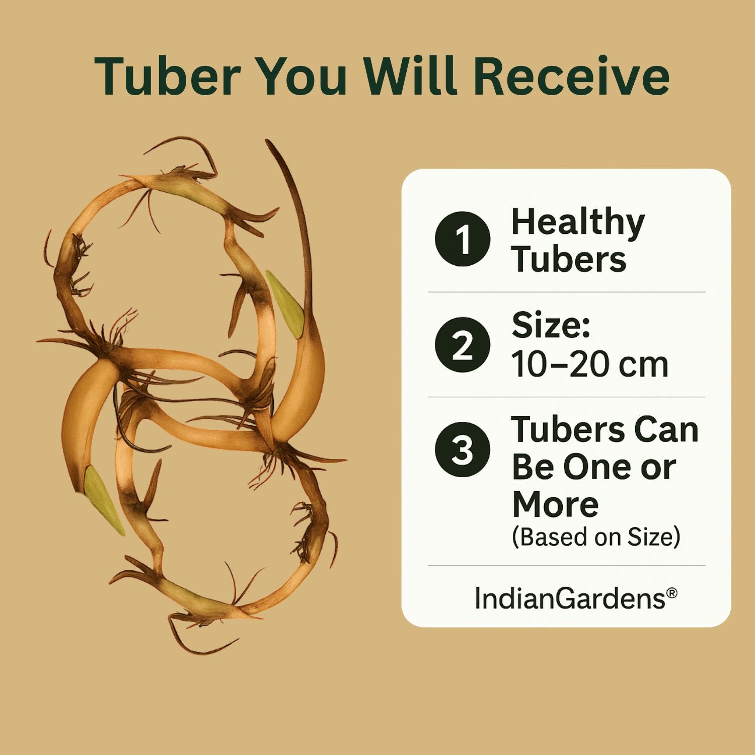 Miracle Lotus ( code 57 ) – Indian Gardens