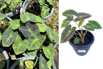 Colocasia Coal Minor