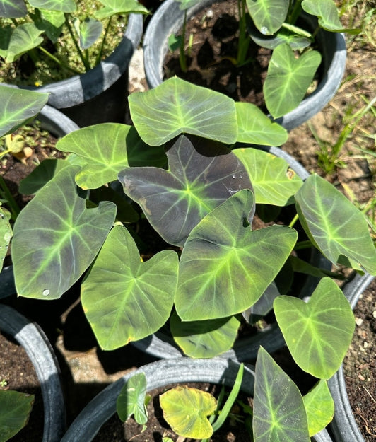 Colocasia Coal Minor