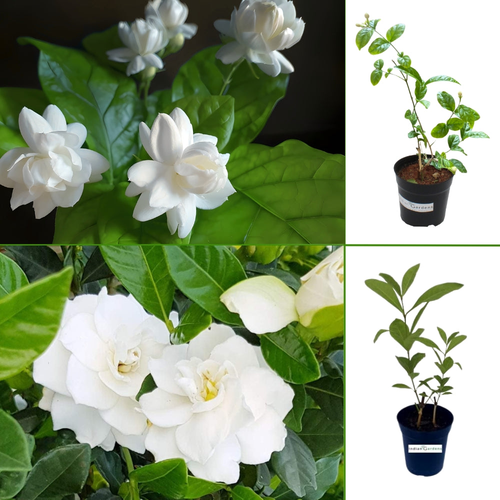 5 Layer & Parichatham