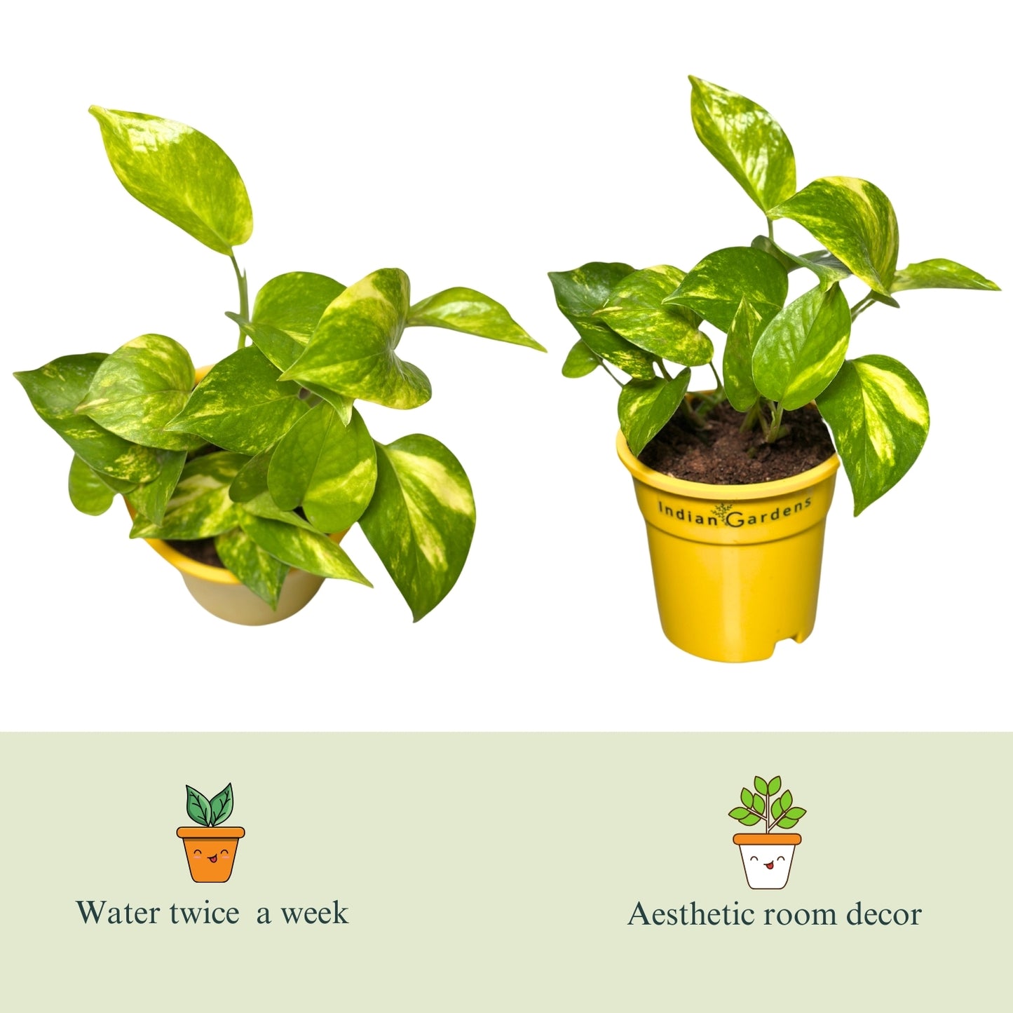 Money Plant with Premium Pot Indoor Plant