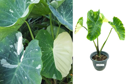 Colocasia Milky Way