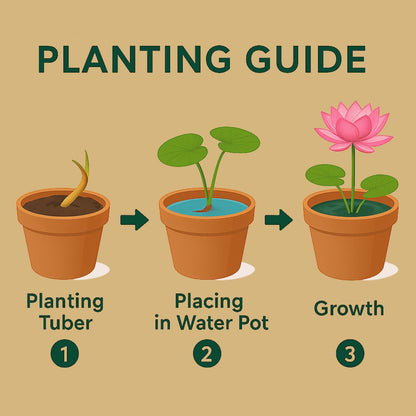 Rani Red Lotus ( code 53 )