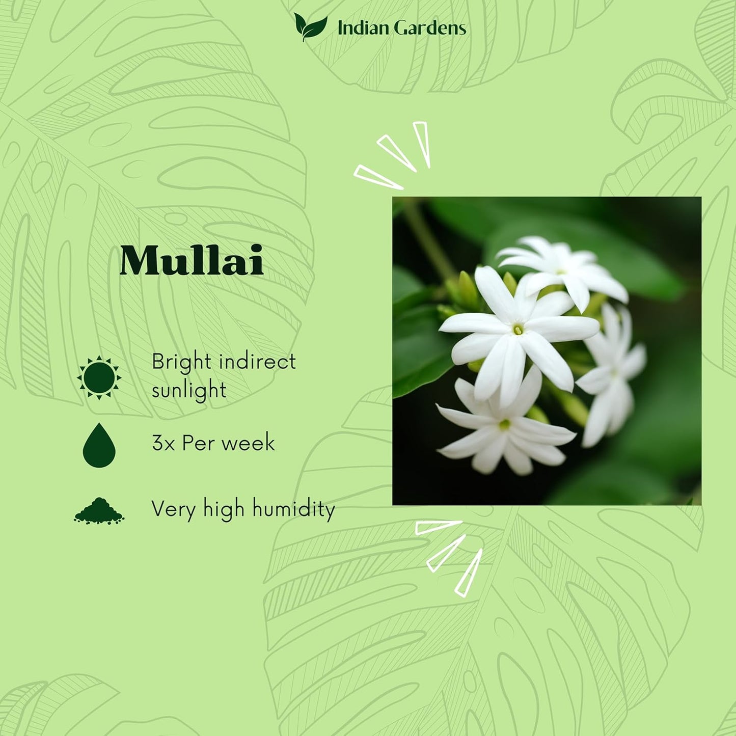 Mullai Plant