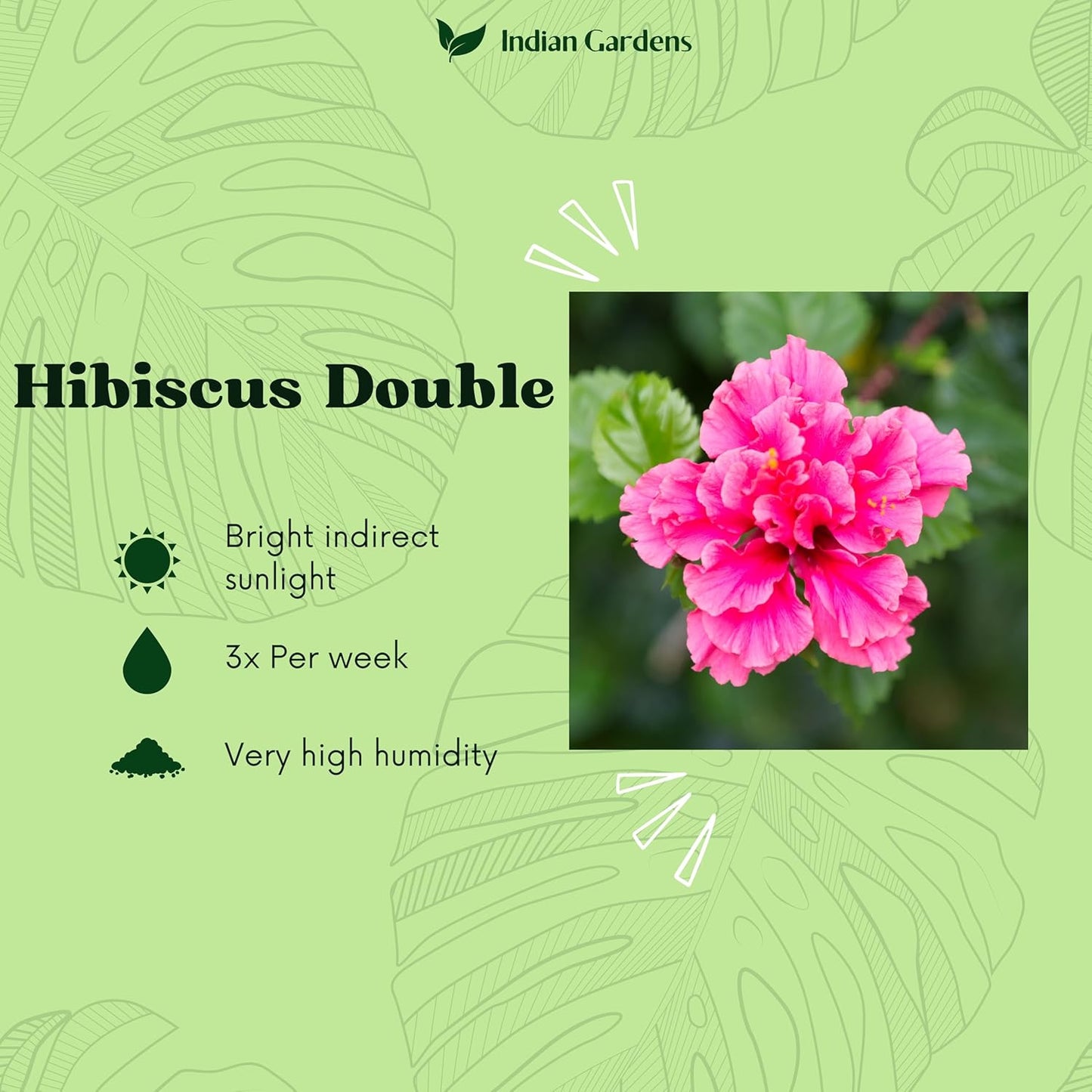 Hibiscus Double