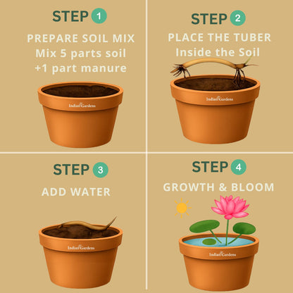 Red Philip Lotus ( code 13 )