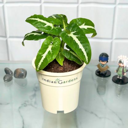 Syngonium Wendlandii  with Premium Pot Indoor Plant