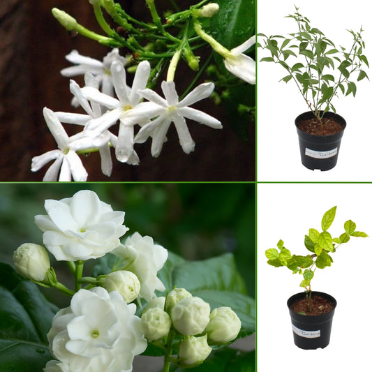 Nithiyamalli & 3 layer