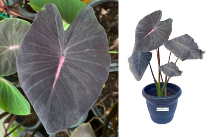 Colocasia Violet Fantastic