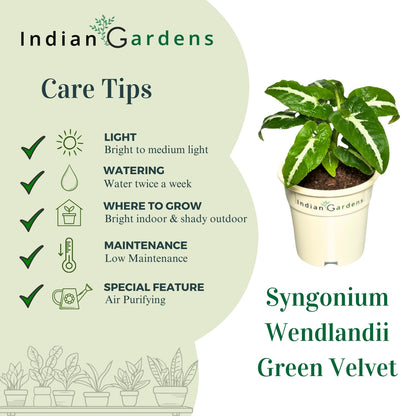 Syngonium Wendlandii  with Premium Pot Indoor Plant