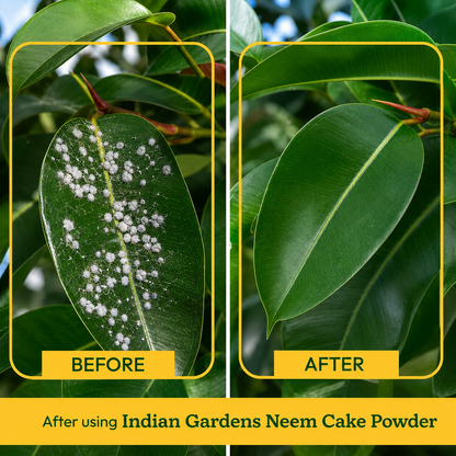 Neem cake powder 100% organic fertilizer for plants
