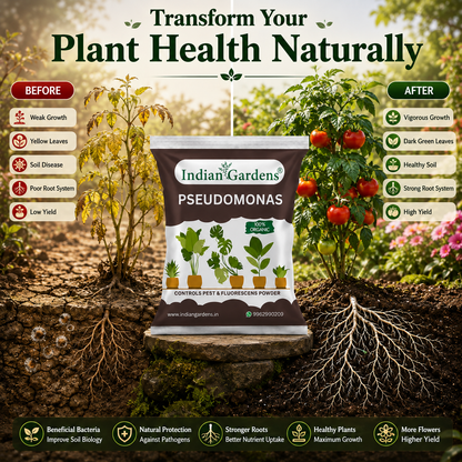 Pseudomonas Plant fertilizer | Soil health booster | Pseudomonas fluorescens |Chemical-free plant food