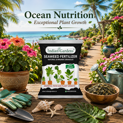 Seaweed Fertilizer
