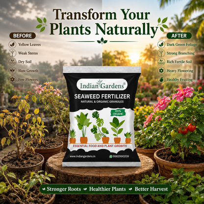 Seaweed Fertilizer