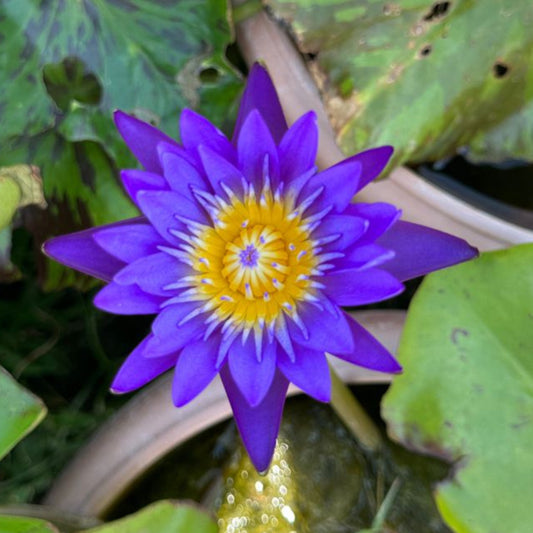 Waterlily ( Dark Blue ) ( Code 09 )