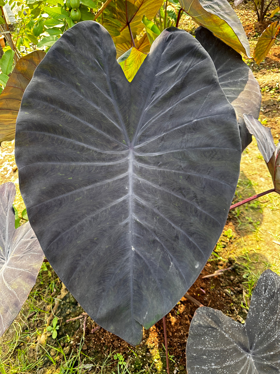 Colocasia Indian Gardens colocasia-indian-gardens