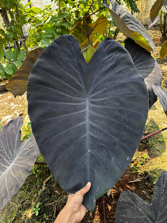 Colocasia Black Magic