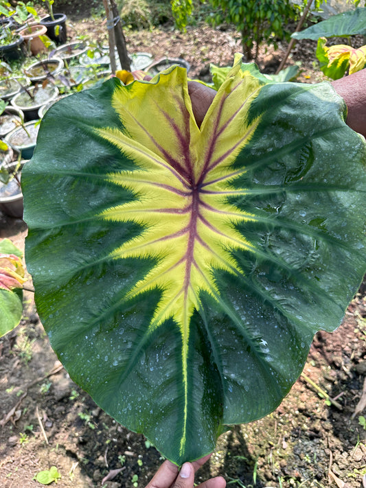 Colocasia Light Pillar Indoor Plant