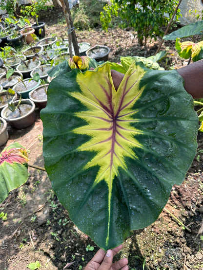 Colocasia Light Pillar Indoor Plant