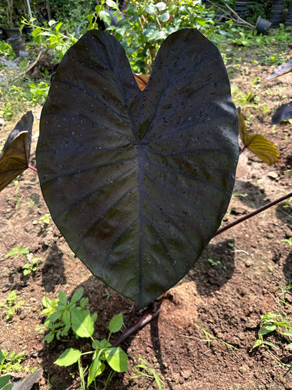 Colocasia Diamond head Indoor Plant