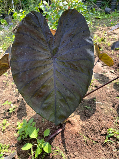 Colocasia Diamond head Indoor Plant