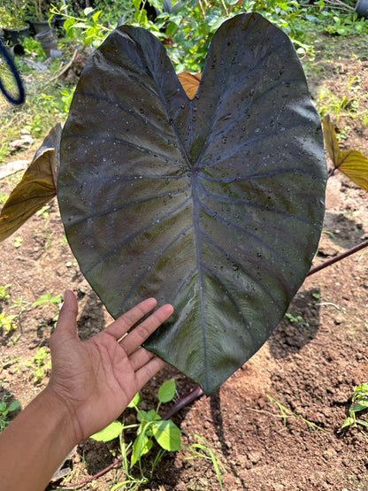 Colocasia Diamond head Indoor Plant