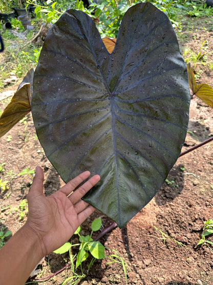 Colocasia Diamond head Indoor Plant