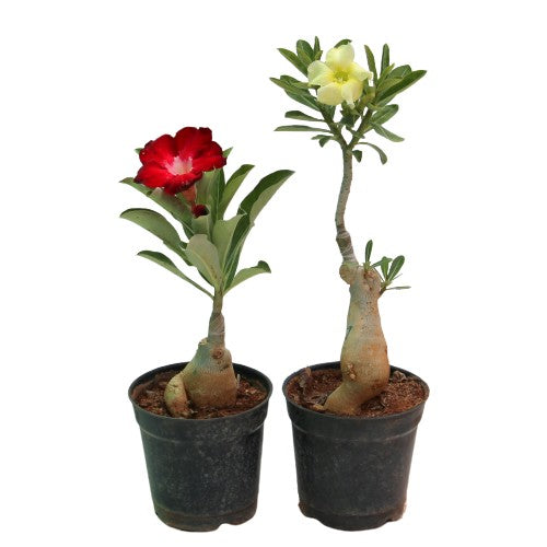 Adenium Bonsai plant