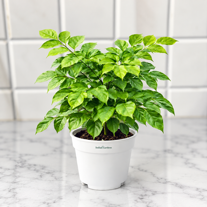 Indian Gardens – China Doll Indoor Live Plant | 4 Inch Self Watering Pot | Lush Green Decorative Houseplant | Easy to Grow | Ideal for Indoor Home Decor Plant