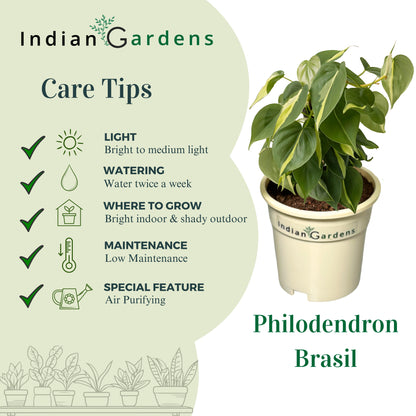 Philodendron Brasil with Premium Pot Indoor Plant