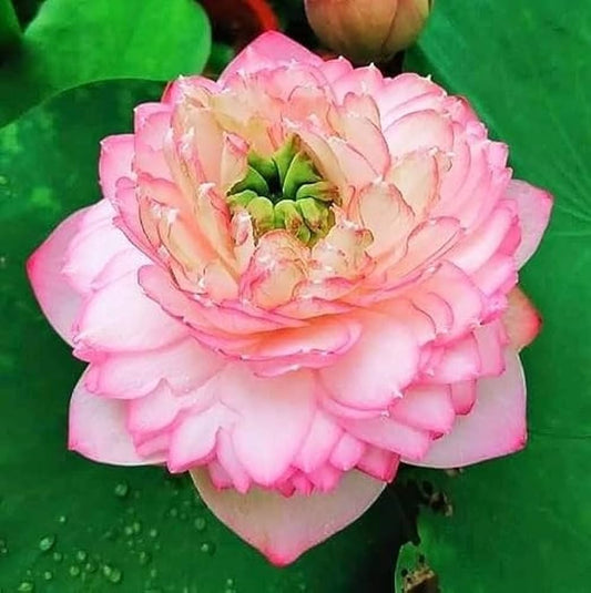 Pink Cloud Lotus ( code 41 )