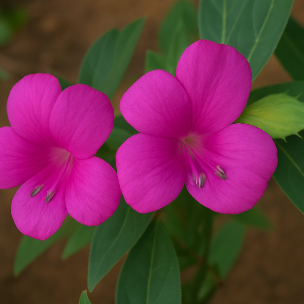 Barleria (Magenta)