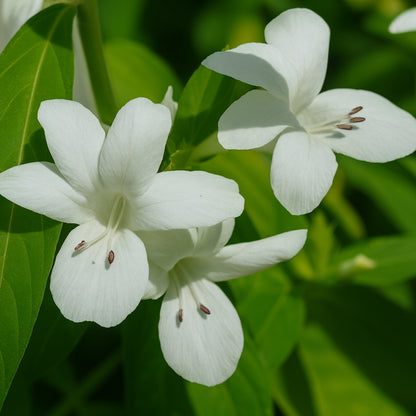 Barleria (White)