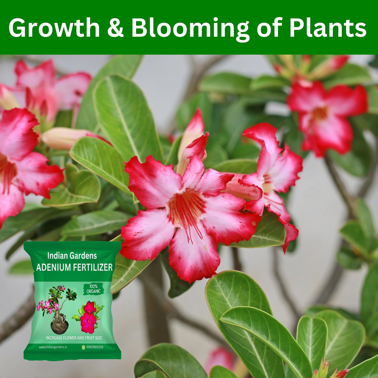 Adenium fertilizer - 5 Kg