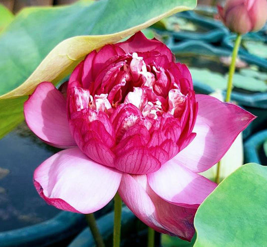 Rani Red Lotus ( code 53 )