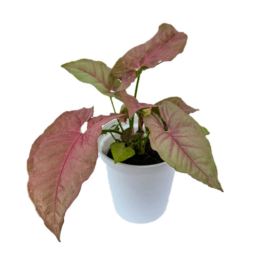 Syngonium Pink Neon indoor live plant White pot