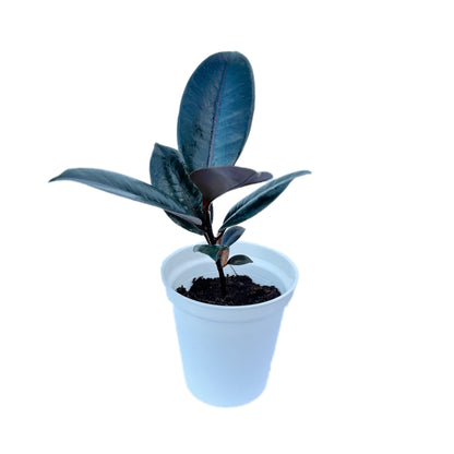 Ficus Elastica Rubber Black indoor live plant White pot