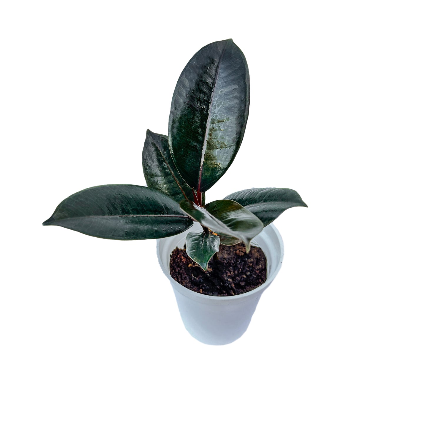 Ficus Elastica Rubber Black indoor live plant White pot